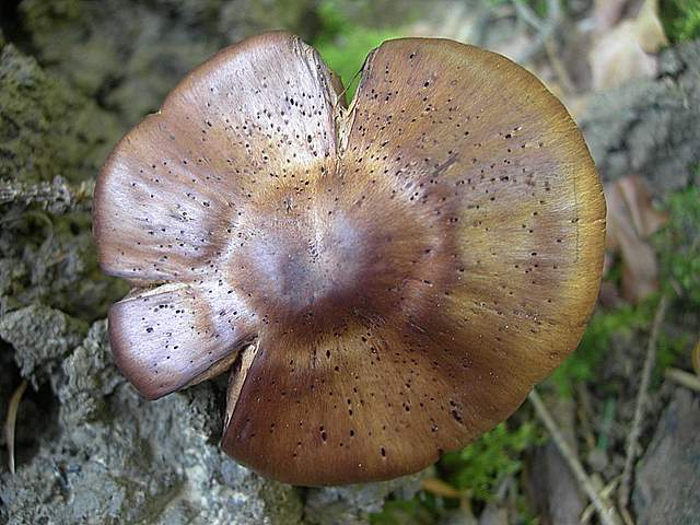 Cortinarius spec. Cod.:2899-07